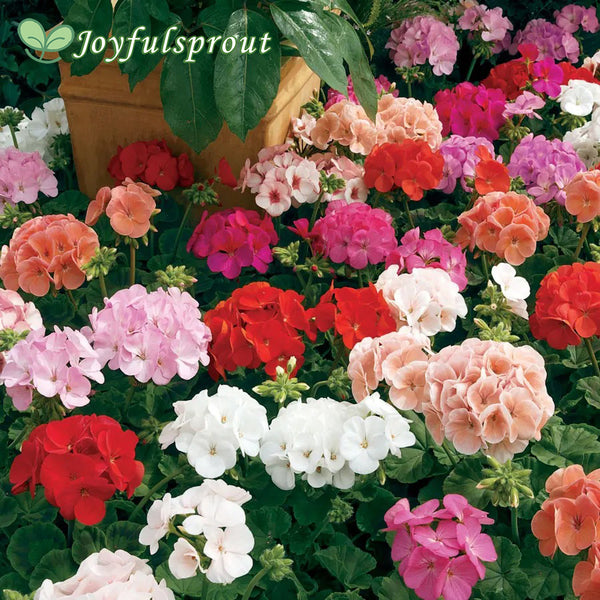 Maverick Mix Geranium Seeds