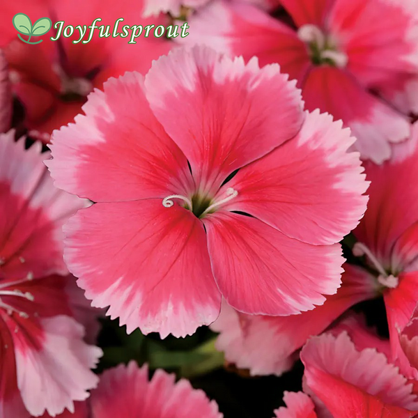 Super Parfait Strawberry Hybrid Dianthus Seeds