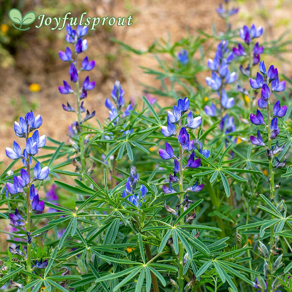 Annual Lupine Seeds - Blue