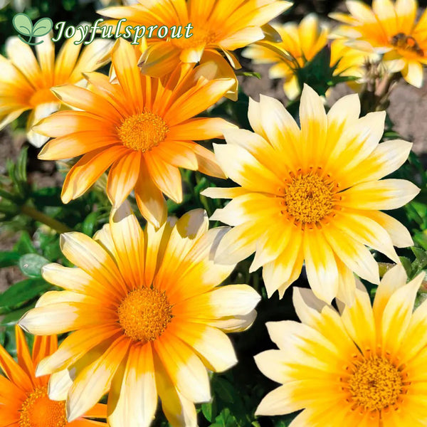 Zany Sunny-Side Up Gazania Seeds