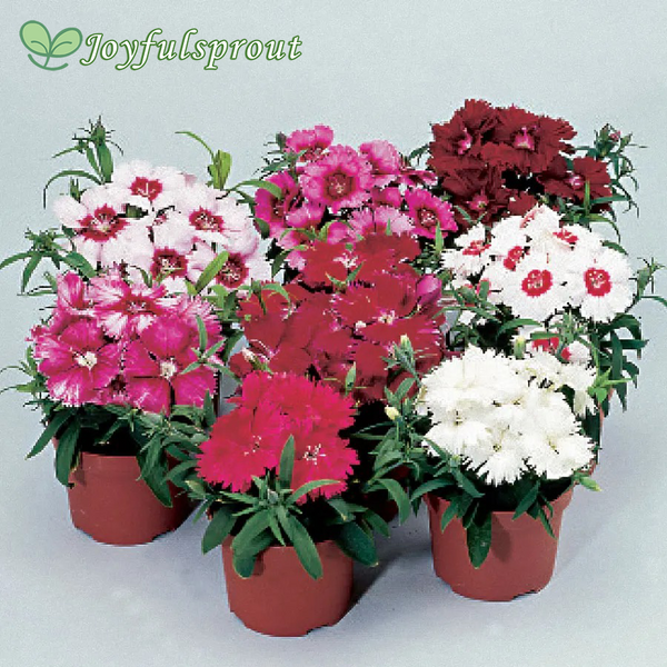 Diana Full Mix Dianthus Seeds