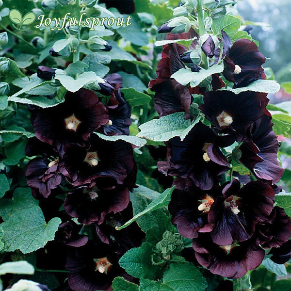 Jet Black Hollyhock Seeds
