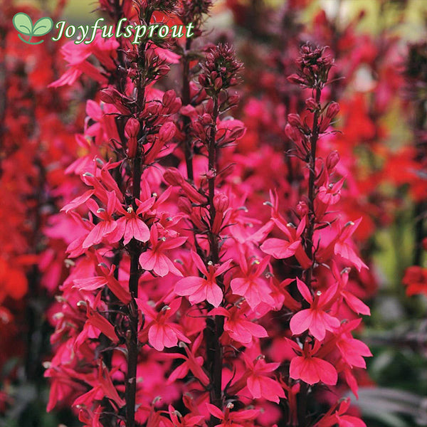 Starship Deep Rose Lobelia Seeds