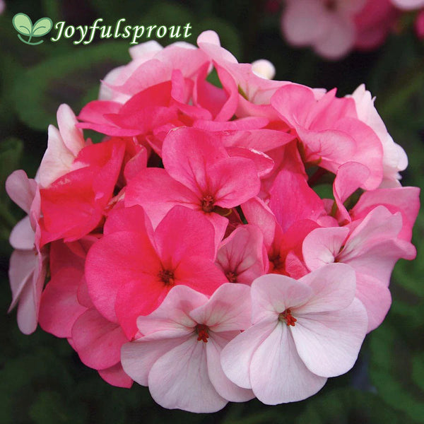 Inspire Appleblossom Geranium Seeds