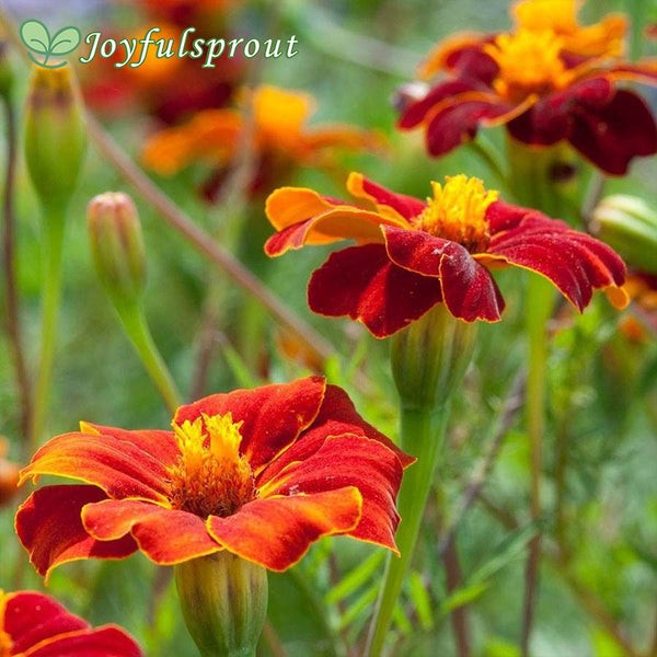 Linnaeus Burning Embers Marigold Seeds