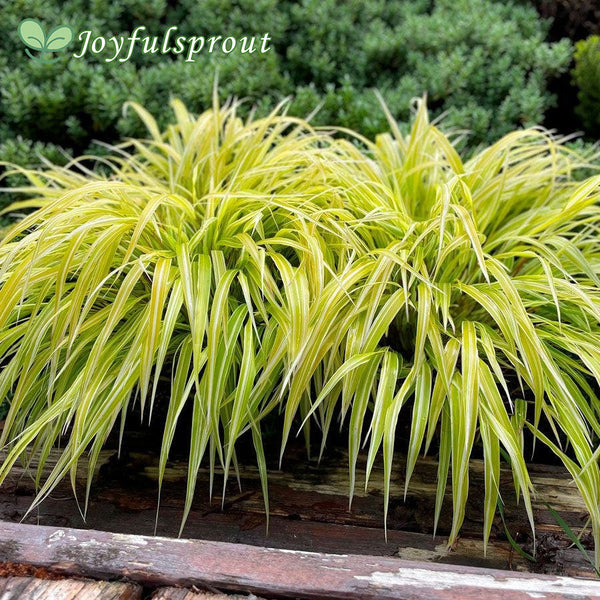 Hakonechloa Lemon Zest Hakone Grass Seeds