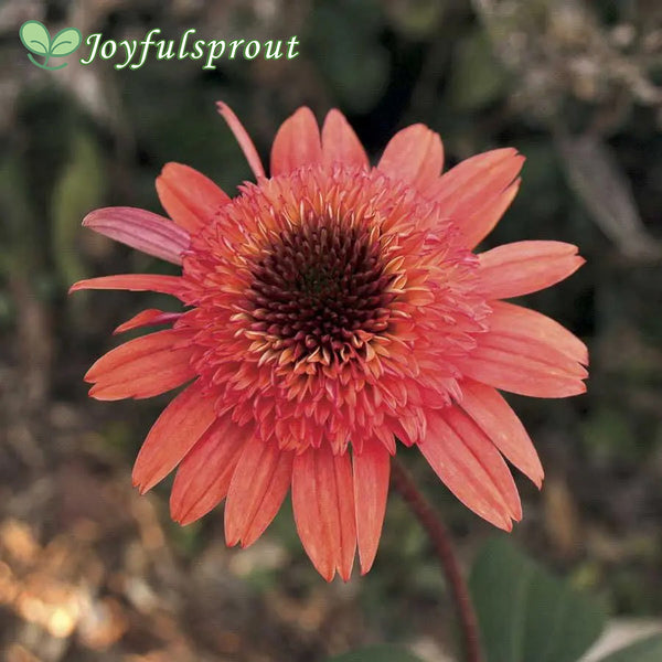 Cone-fections 'Raspberry Truffle' Coneflower Seeds