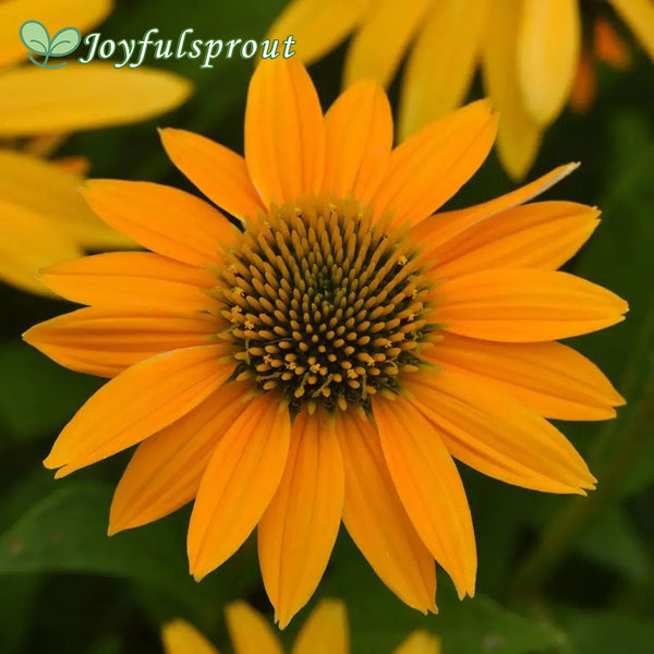Artisan Collection Yellow Ombre Echinacea Seeds
