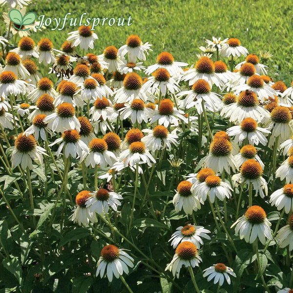 PowWow White Coneflower Seeds