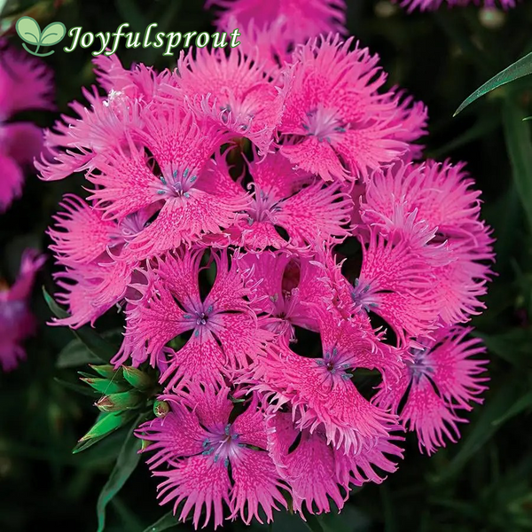 Rockin' Purple Dianthus Seeds