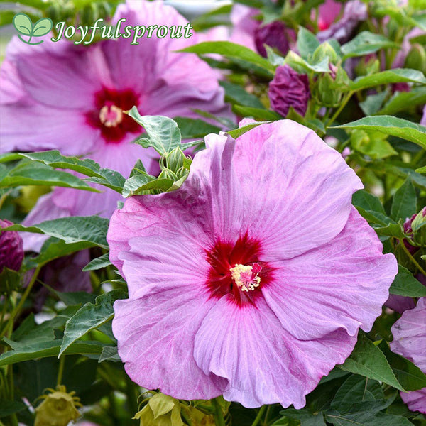 Hibiscus Summerific 'Lilac Crush' Rose Mallow