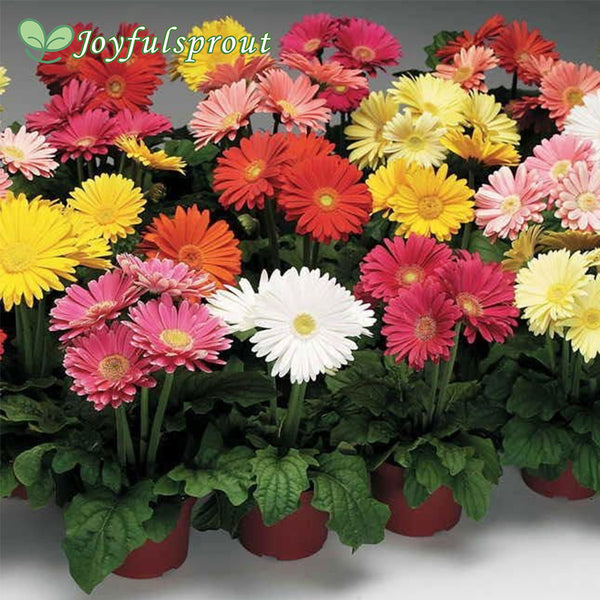 Jaguar Mix Gerbera Daisy Seeds