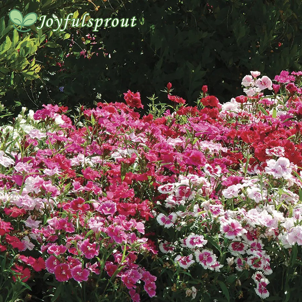 Ideal Select Hybrid Mix Dianthus Seeds