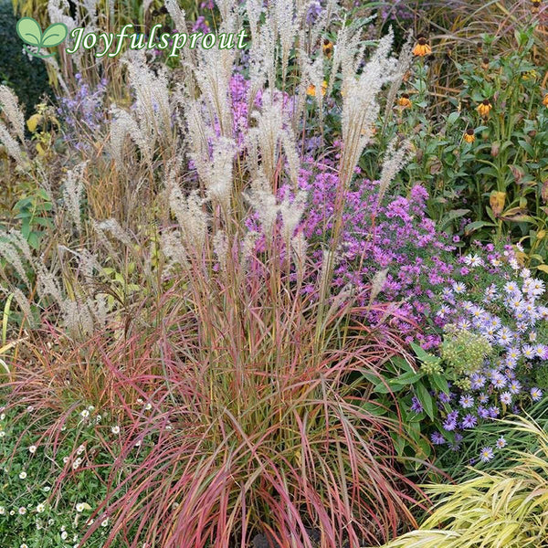 Miscanthus 'Little Miss' Seeds
