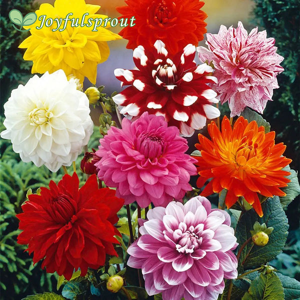 Dahlia Decorative Mix Seeds