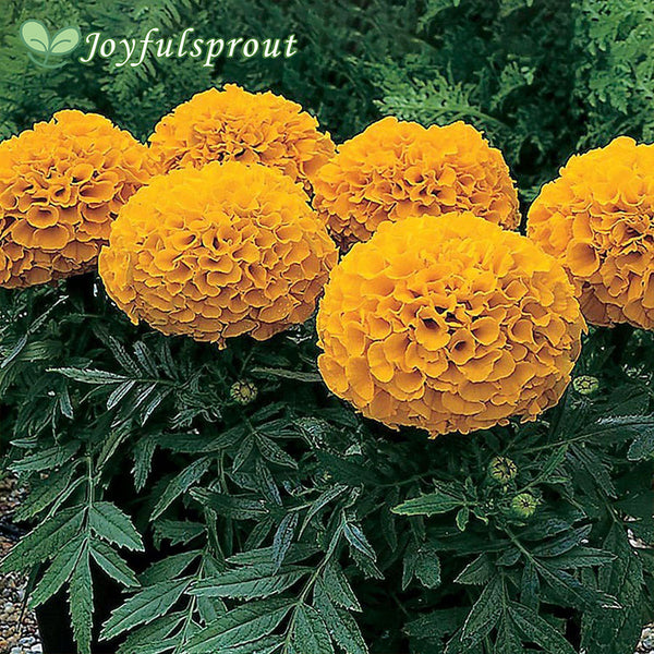 Antigua Orange Hybrid Marigold Seeds