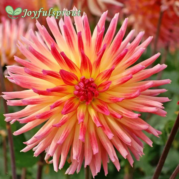 Dahlia Karma Sangria Cactus Dahlia Seeds