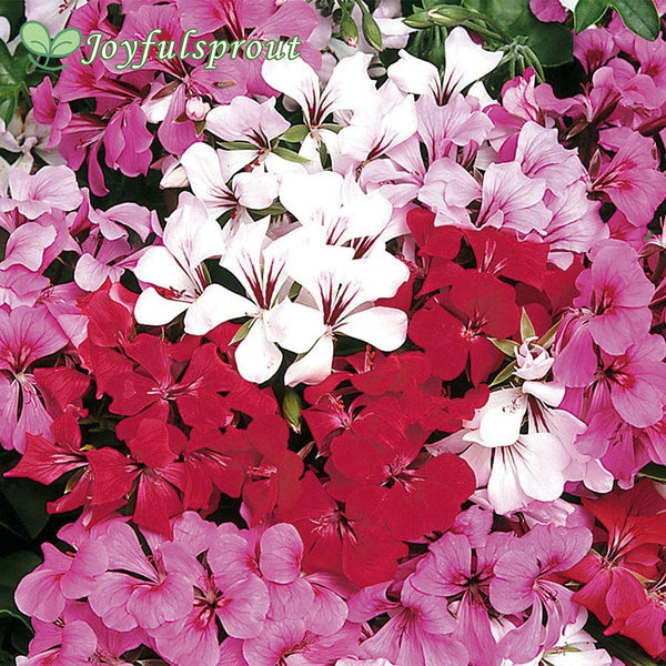 Tornado Mix Geranium Seeds