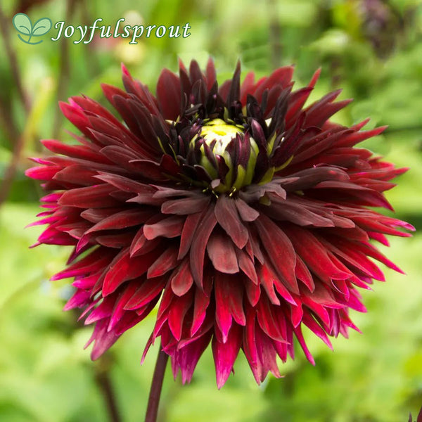 Dahlia Black Touch Fimbriata (Decorative x Semi Cactus) Dahlia Seeds