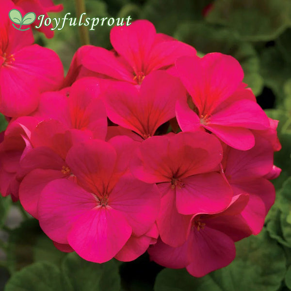 Pinto Premium Violet Hybrid Geranium Seeds