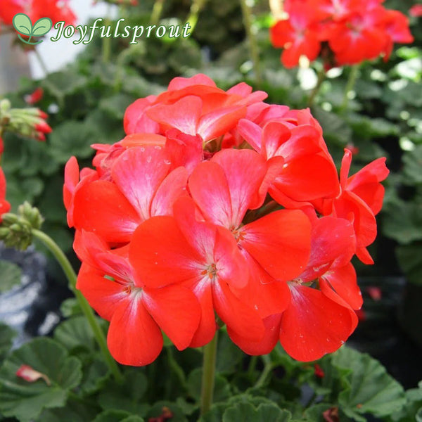 Geranium Nano Scarlet Seeds