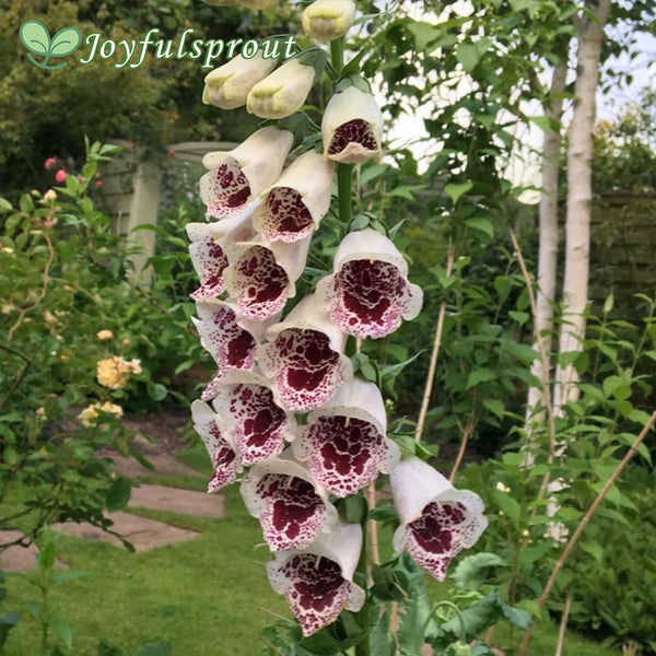 Pam's Choice Foxglove Seeds
