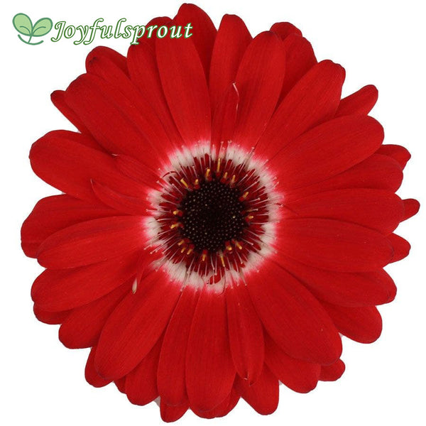 Majorette Red Bicolor Dark Eye Gerbera Seeds
