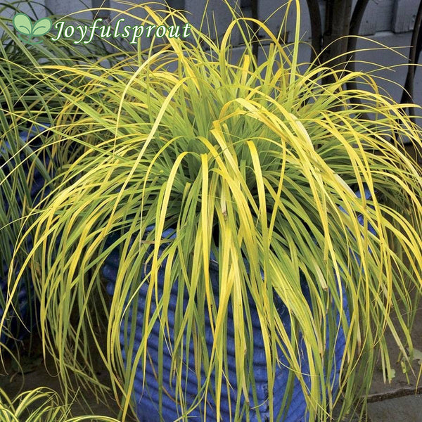 Carex EverColor 'Everillo' Sedge Seeds
