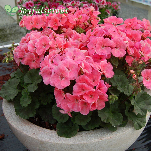 Geranium Nano Salmon Seeds