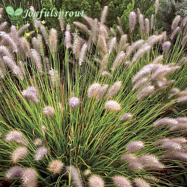 Pennisetum 'Red Head' Seeds
