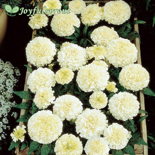 Vanilla Improved Marigold Seeds