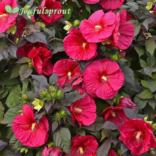 Hibiscus 'Mars Madness' Rose Mallow Seeds