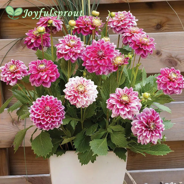 Dahlia 'Go Go Two Tone' Seeds