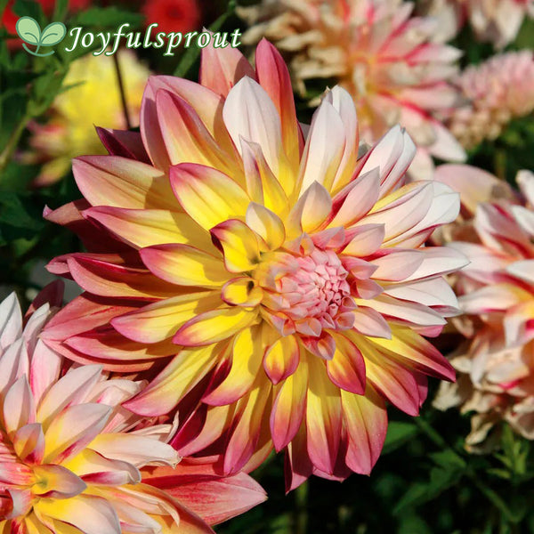 Dahlia Caribbean Fantasy Seeds