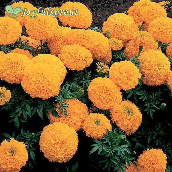Inca II Gold Hybrid Marigold Seeds