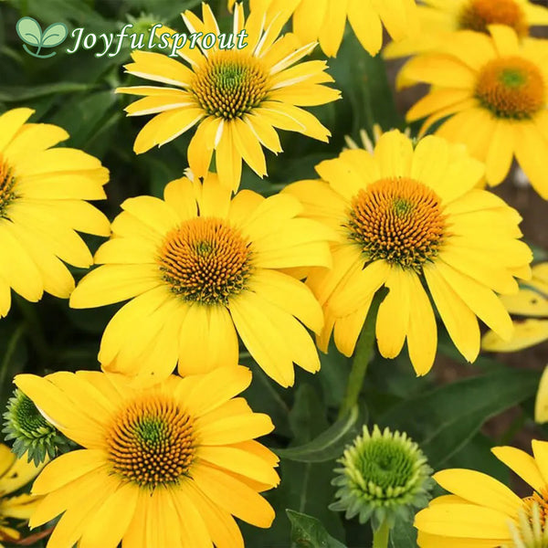 Echinacea Sombrero Lemon Yellow Improved Coneflower