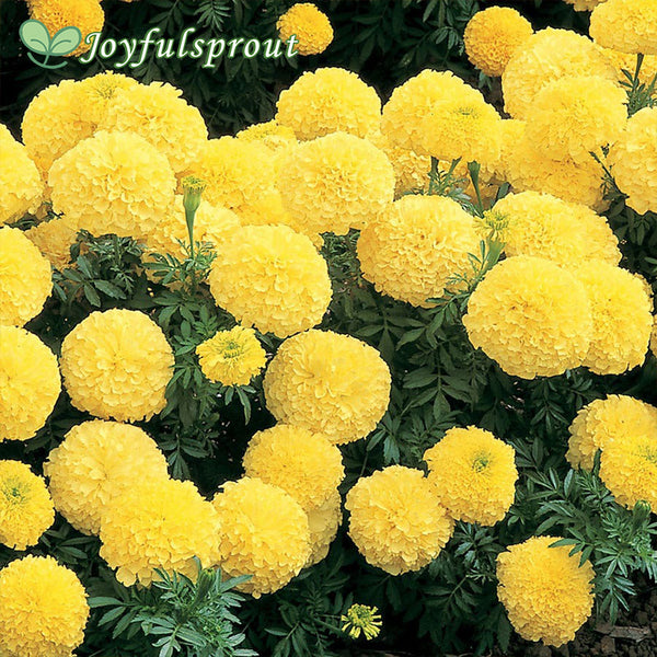 Inca II Primrose Hybrid Marigold Seeds