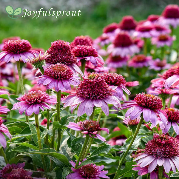 Echinacea Double Coded 'Everything's Rosy' Coneflower Seeds