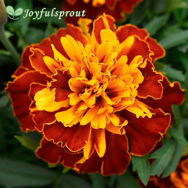 Bonanza Harmony Marigold Seeds