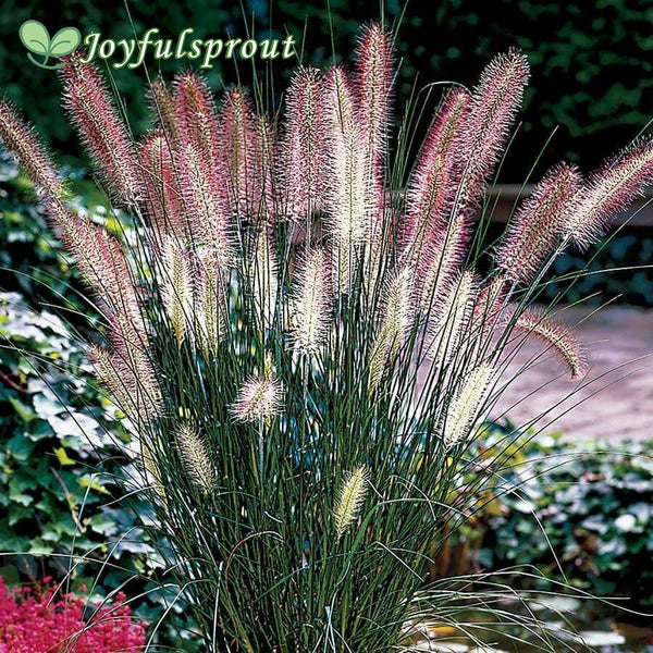 Pennisetum 'Hameln' Seeds