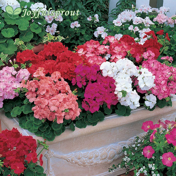 Multibloom Mix Hybrid Geranium Seeds