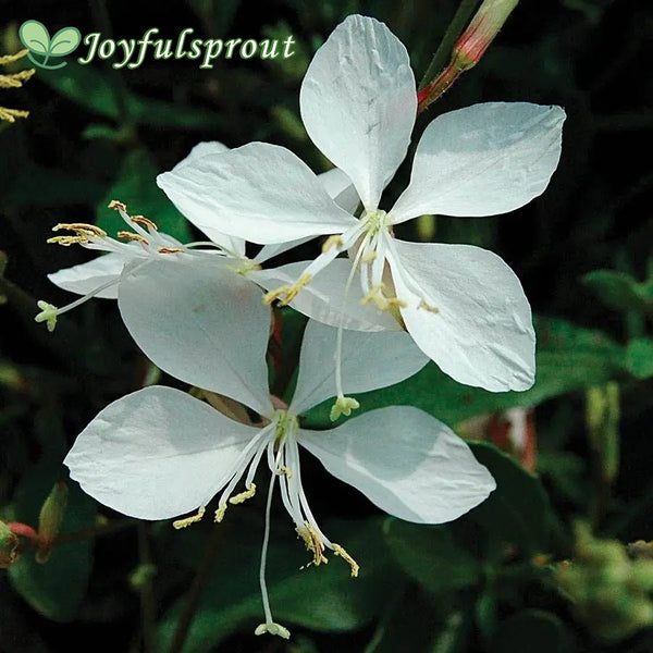 Gaura 'Whirling Butterflies' Seeds