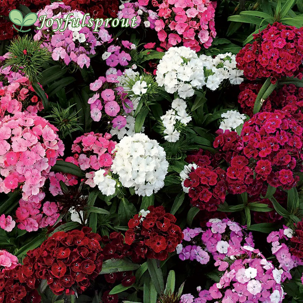 Dash F1 Mix Dianthus Seeds