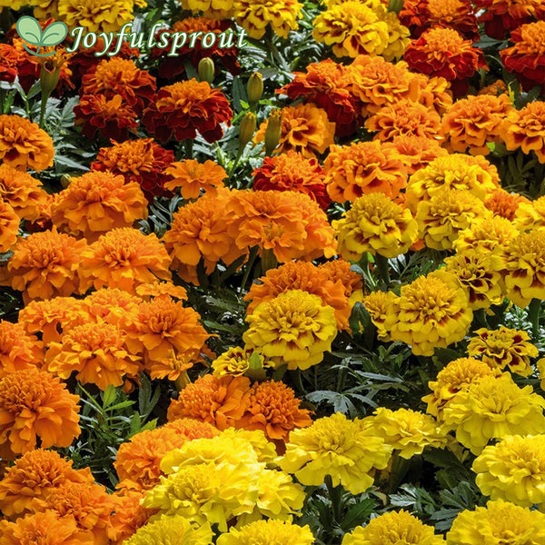 Super Hero Mix Marigold Seeds