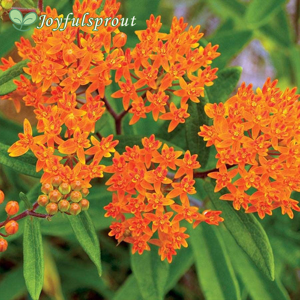 Butterfly Weed Seeds
