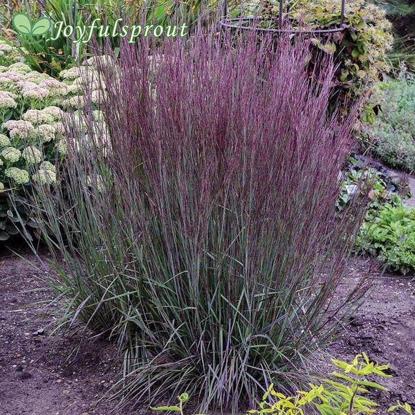 Schizachyrium Prairie Winds 'Blue Paradise' Little Bluestem