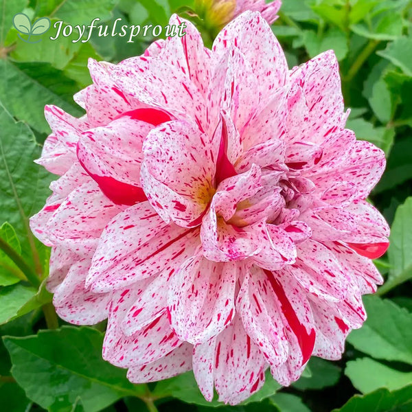 Dahlia Go Go Speckled Decorative Dahlia Seeds