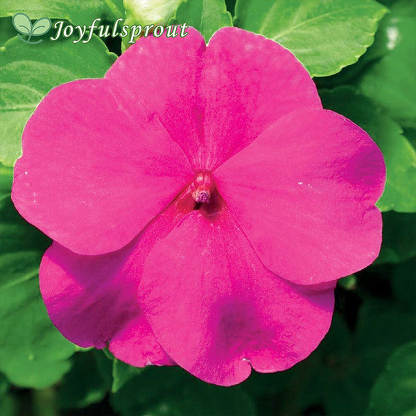 Accent Premium Lilac Hybrid Impatiens Seeds