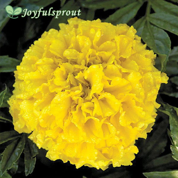 Pineapple Crush Marigold Seeds