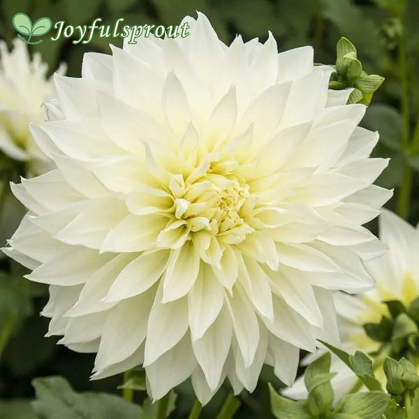 'Fleurel' Dahlia Seeds